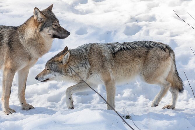 Half-Day Trip to Ranua Wildlife Park from Rovaniemi - Lunch at the park: simple, included, and timed right