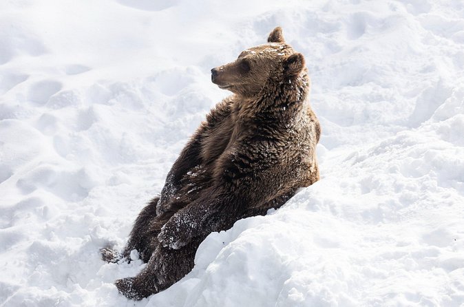 Half-Day Trip to Ranua Wildlife Park from Rovaniemi - Price and value: what $193.49 is buying you