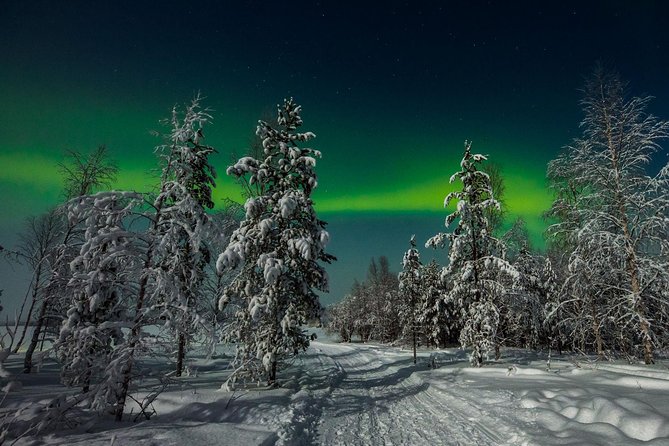 Hunting Northern Lights with Husky - The Forest Sled Ride and Husky Team: The Part Everyone Remembers