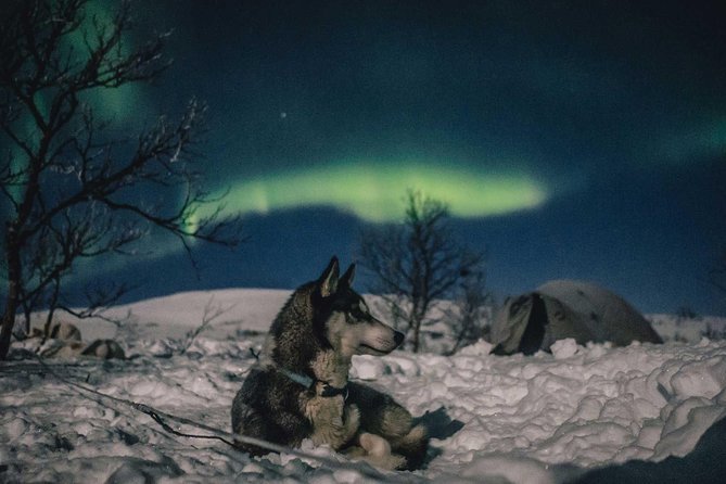 Hunting Northern Lights with Husky - Aurora Hunting by Car: How the Viewing Portion Works