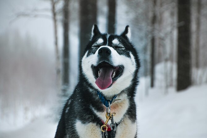 Husky Adventure with 6-10km Safari in Lapland - Quick hits, before you book