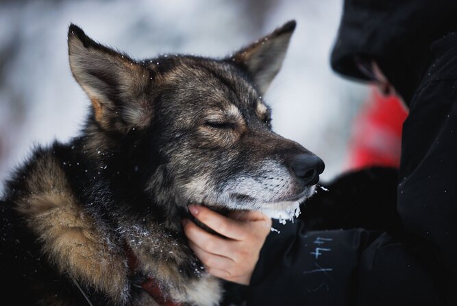 Husky and Reindeer Experience - Is this tour authentic Lapland, or just a quick checkmark?