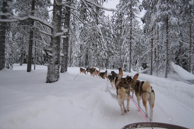 Husky Safari from Rovaniemi Including a Husky Sled Ride - Timing and Transport: Why Your Tour Can Feel Longer Than 2 Hours