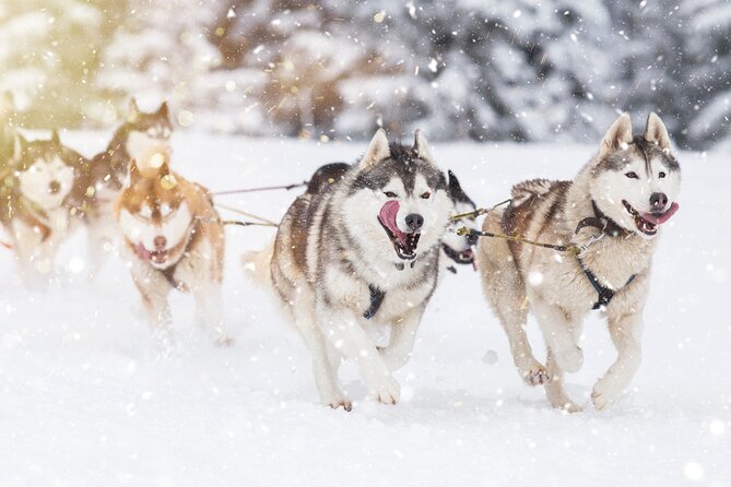 Husky Sledding Self-driving in Rovaniemi - Rovaniemi Pickup and Timing: The 10:30 Start Rhythm