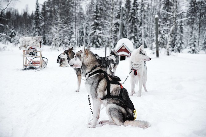Ice Fishing and Husky - Ice fishing on the frozen lake: your own spot and a guide who keeps things simple