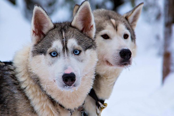 Ice Fishing and Husky - Price and value: what $312.41 really covers