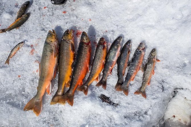 Ice Fishing and Husky - Husky farm time: sled ride, quiet Arctic views, and dog-time photos