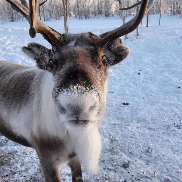 Ivalo: Snowmobile Safari, Meet and Feed Reindeers with Lunch - Key highlights at a glance
