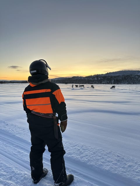 Ivalo: Snowmobile Safari, Meet and Feed Reindeers with Lunch - Guides in English, Small Group Vibes, and Personal Attention
