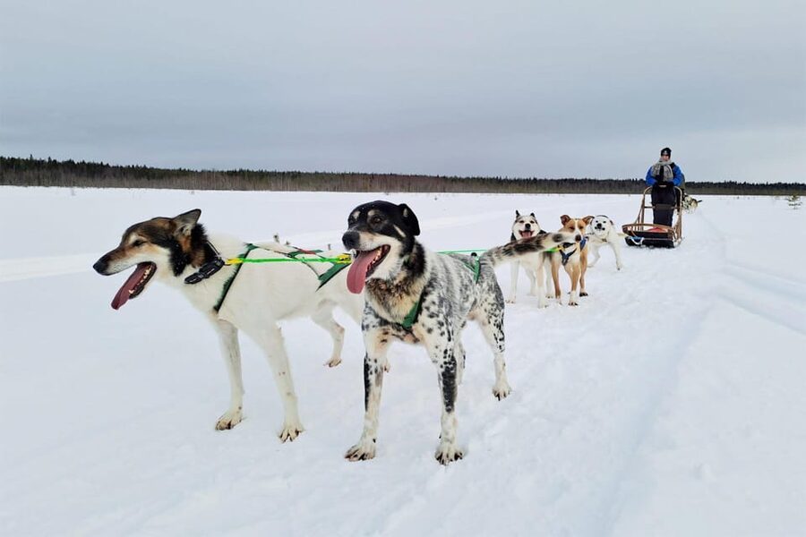 Kemi-Tornio: Husky Sled Ride with Hot Drink - Key takeaways for this Kemi husky sled ride
