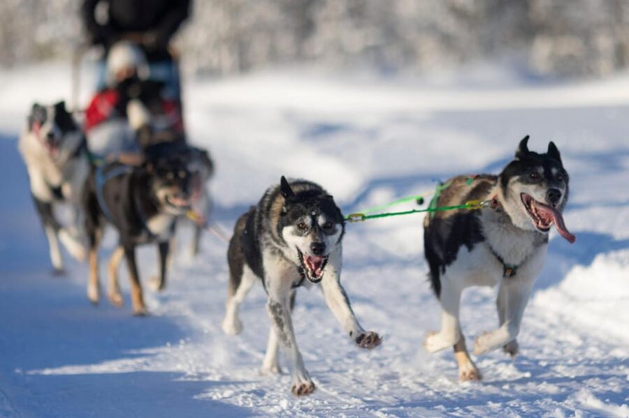 Kemi-Tornio: Husky Sled Ride with Hot Drink - Starting at Sea Lapland Safaris: the warm-up you feel right away