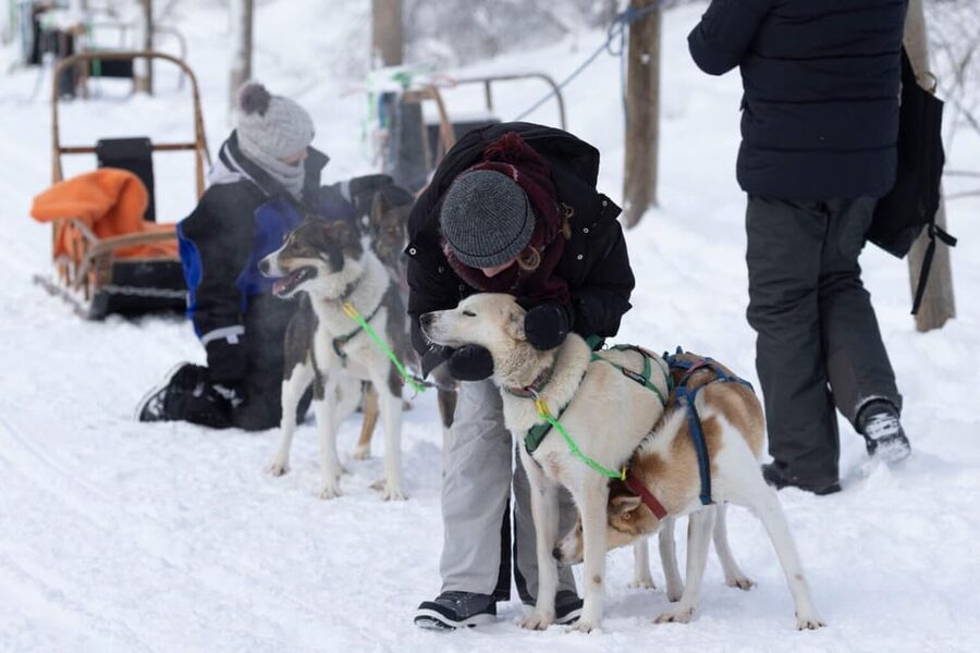 Kemi-Tornio: Husky Sled Ride with Hot Drink - The 5 km self-drive route: frozen land, swamps, and real Lapland quiet