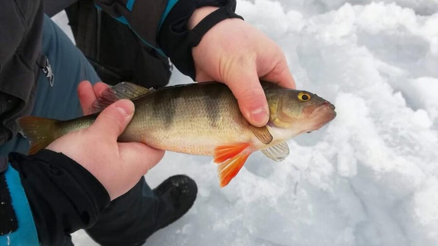 Kemi-Tornio: Ice Fishing Safari with Snowmobiles - Key highlights worth planning around
