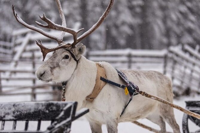 Kuoksa Reindeer Farm Visit with a Short Sleigh Ride - What You Learn: Herding Trade, Daily Life, and Reindeer Culture