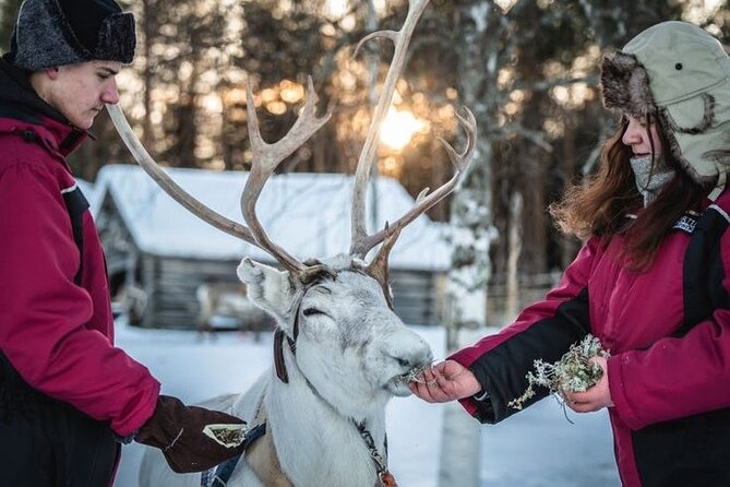 Kuoksa Reindeer Farm Visit with a Short Sleigh Ride - Weather Risk and Booking Reality (What You Need to Know)