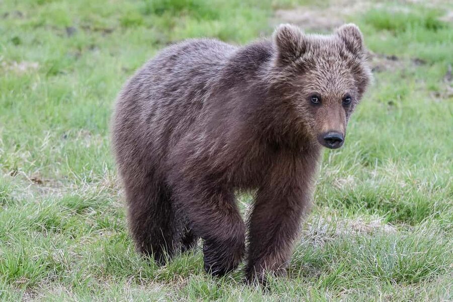 Kuusamo: Bear watching evening - How good is the bear chance, and what the guarantee actually means