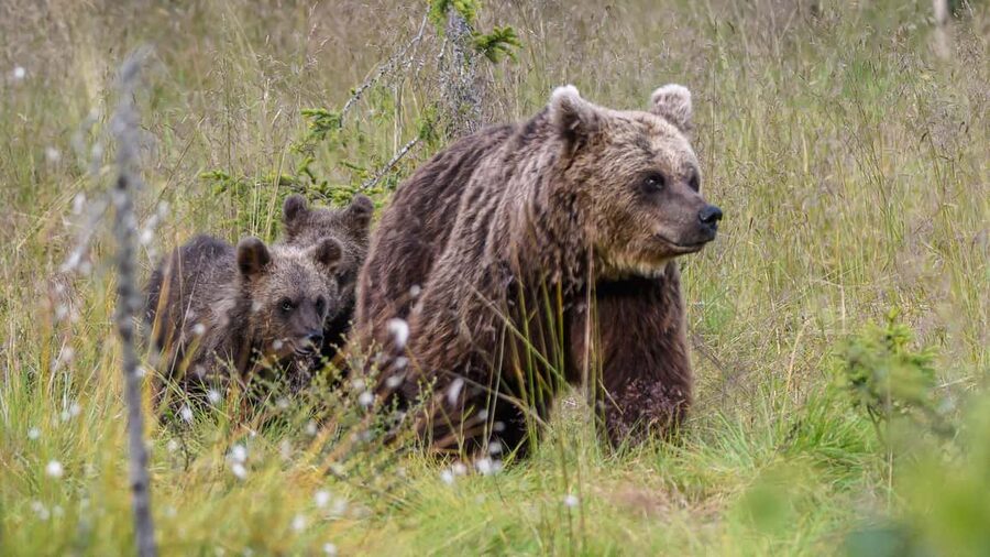 Kuusamo: Bear watching evening - Bear watching in Kuusamo, where you stay quiet and the forest does the talking