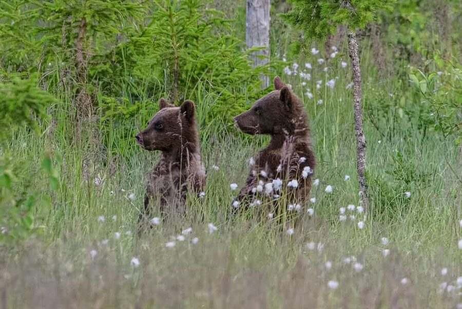 Kuusamo: Bear watching evening - The walk to the hides: short, simple, but still real forest