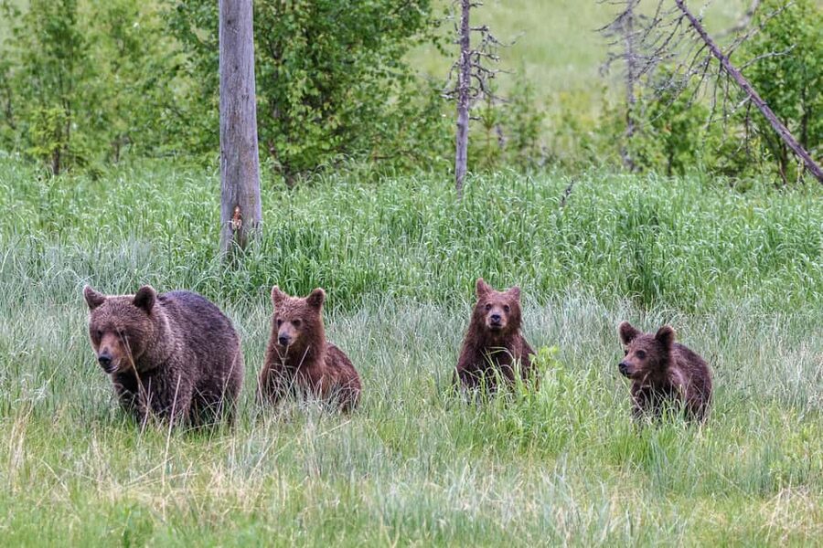 Kuusamo: Bear watching evening - Inside the hiding buildings, comfort that makes waiting easier