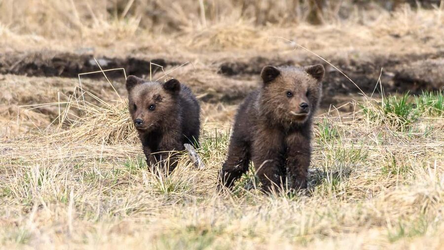 Kuusamo: Bear watching evening - Your guide is a professional photographer, not just a spotter