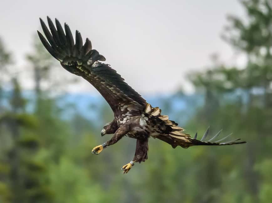 Kuusamo: Bear watching evening - What you can do with your camera, and what you must avoid