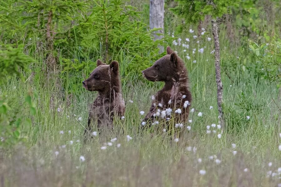 Kuusamo: Bear watching evening - The evening flow, from parking to the final viewing