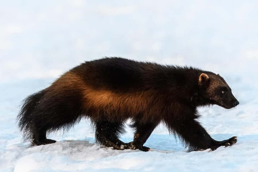 Kuusamo: Bear watching evening - Coffee, tea, and small purchases for the wait