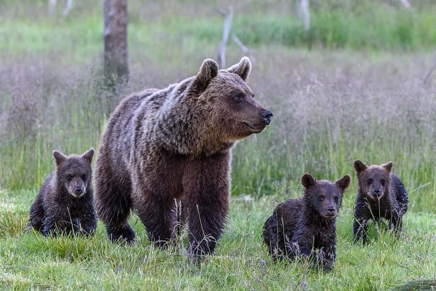 Kuusamo: Bear watching evening - Timing matters: 6 p.m. to 10 p.m. and why autumn starts earlier