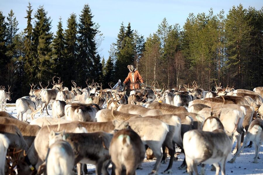 Kuusamo: Morning Feeding of Hundreds of Reindeer - Key takeaways before you go