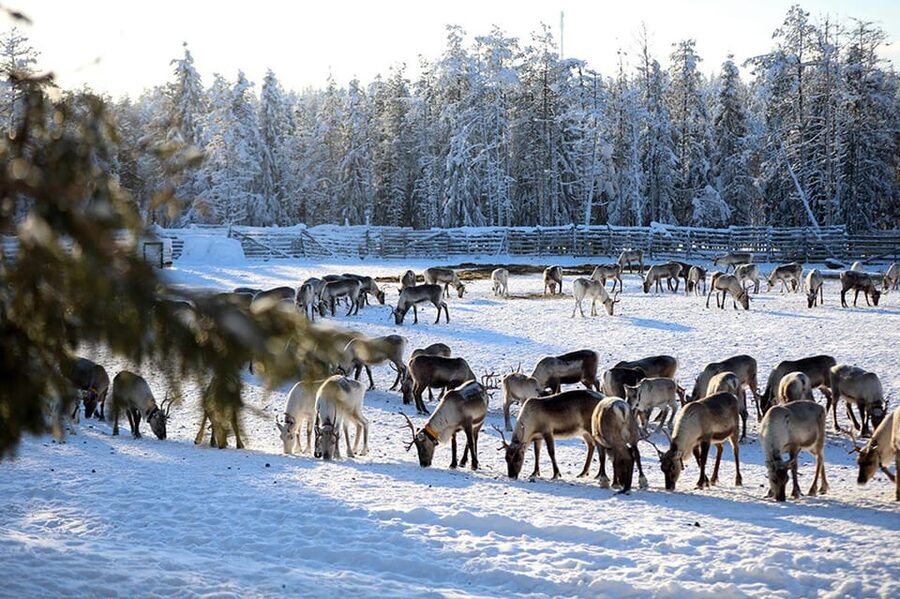 Kuusamo: Morning Feeding of Hundreds of Reindeer - Kuusamo Reindeer Breakfast at Kujala Porotila: What makes it special