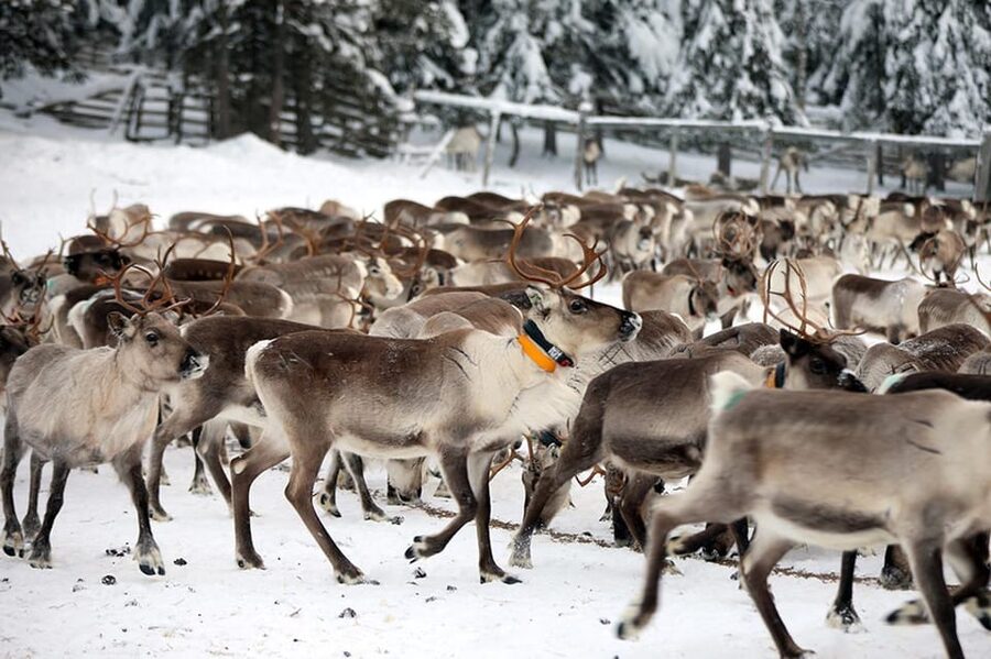 Kuusamo: Morning Feeding of Hundreds of Reindeer - The feeding moment: how hundreds gather for breakfast