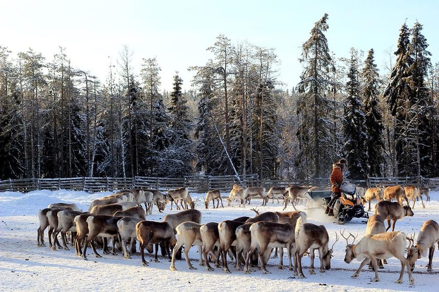 Kuusamo: Morning Feeding of Hundreds of Reindeer - Price and value: is $31 worth one hour with a guide?
