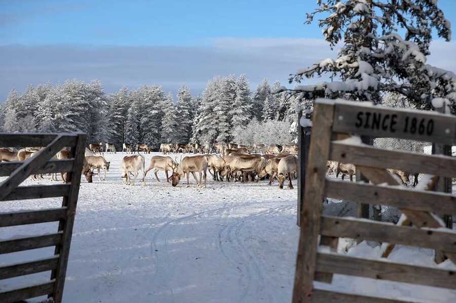 Kuusamo: Morning Feeding of Hundreds of Reindeer - Should you book the Kuusamo morning reindeer feeding at Kujala?
