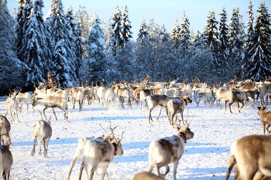 Kuusamo: Morning Feeding of Hundreds of Reindeer - Meeting your guide and stepping into the farm routine