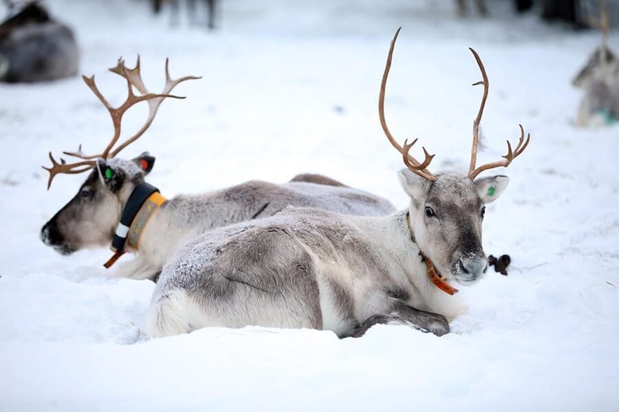 Kuusamo: Reindeer Farm Visit - Key Highlights You’ll Feel Fast