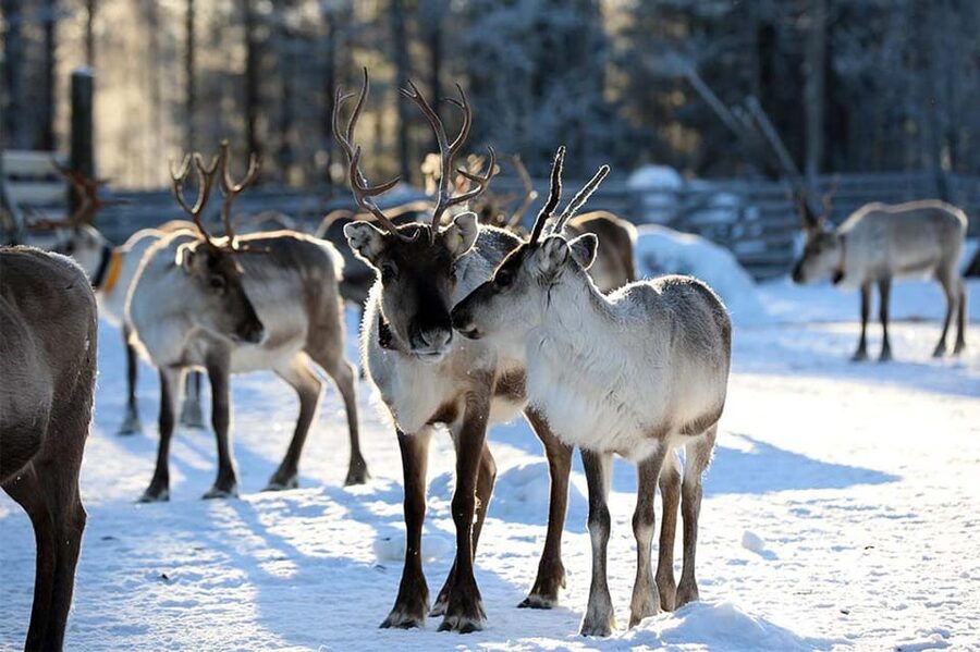 Kuusamo: Reindeer Farm Visit - Kujala Reindeer Farm in Kuusamo: Northern Ostrobothnia Basics