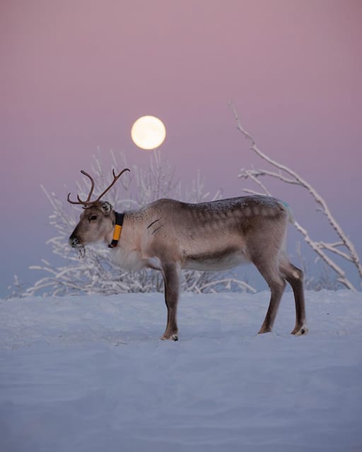 Kuusamo: Reindeer Farm Visit - A One-Hour Tour Around Hundreds of Reindeer