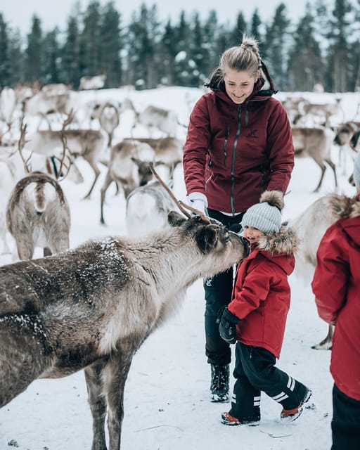 Kuusamo: Reindeer Farm Visit - What This Visit Is Really Good For (and What It’s Not)