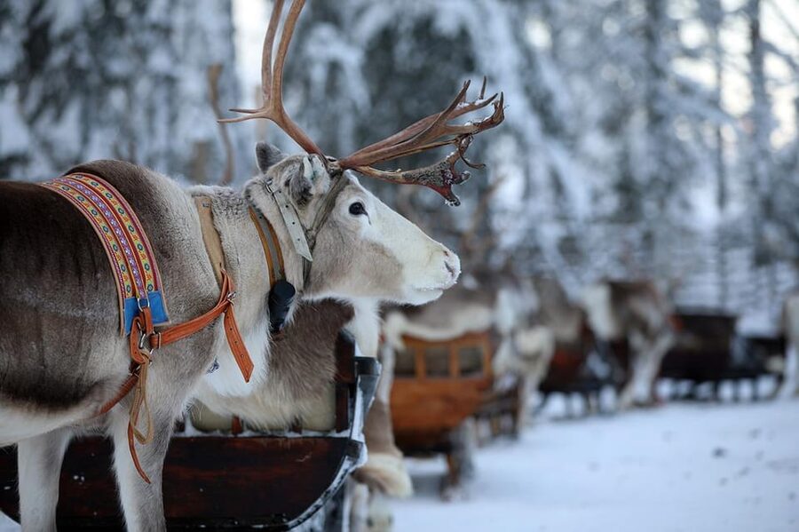 Kuusamo: Reindeer Sleigh Ride and Farm Visit - Arriving in Kuusamo for a reindeer day that actually fits real schedules