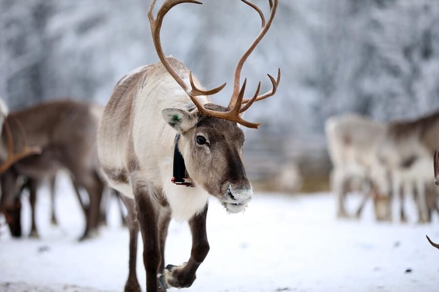 Kuusamo: Reindeer Sleigh Ride and Farm Visit - Feeding hundreds of reindeer with lichen: up close, calm, and a little mesmerizing
