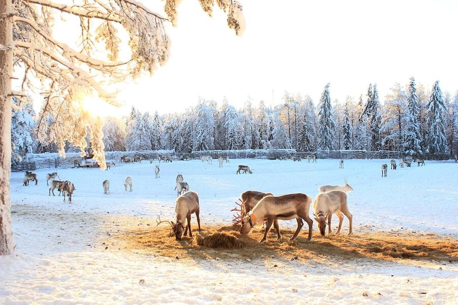 Kuusamo: Reindeer Sleigh Ride and Farm Visit - The farm tour: herding stories and everyday routines