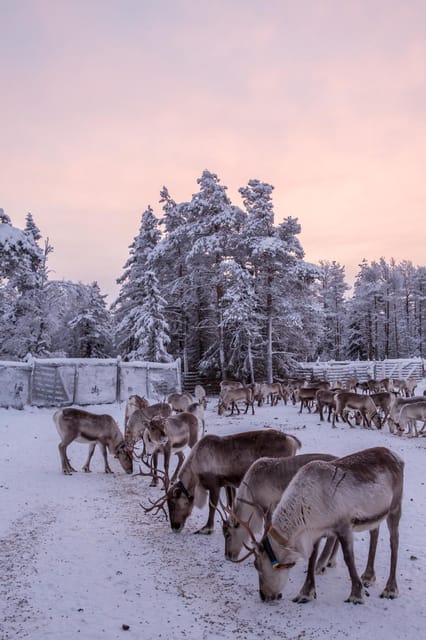 Kuusamo: Reindeer Sleigh Ride and Farm Visit - The Kujala farm shop: reindeer products and handicrafts you can take home