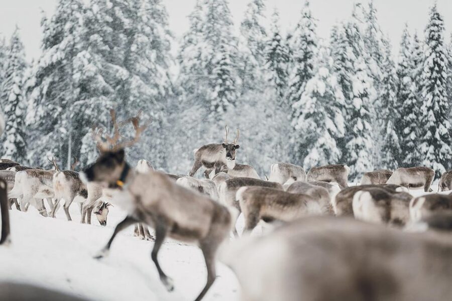 Kuusamo: Reindeer Sleigh Ride and Farm Visit - Timing and what to do with your day around it