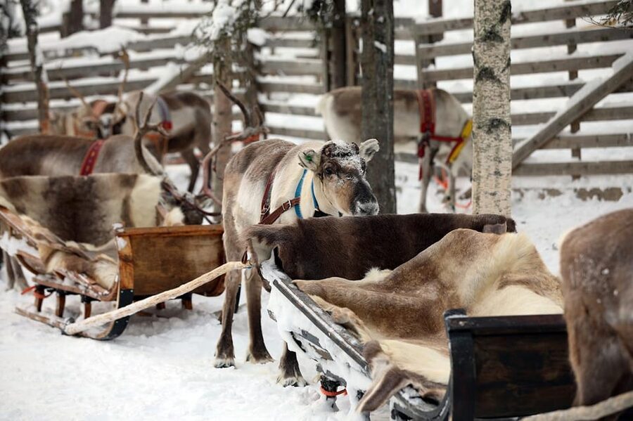Kuusamo: Reindeer Sleigh Ride and Farm Visit - What to expect from the guide and the group feel