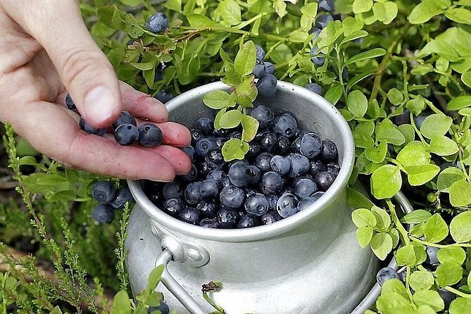 Lapland Berry Day Experience - What the Foraging Walk Actually Looks Like