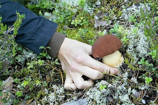 Lapland Berry Day Experience - The Guide Factor: Stories, Pace, and Spot Selection
