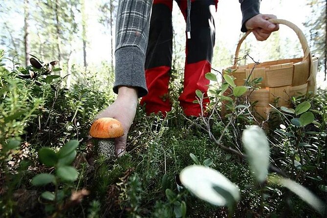 Lapland Berry Day Experience - Weather and Seasonal Reality in Rovaniemi