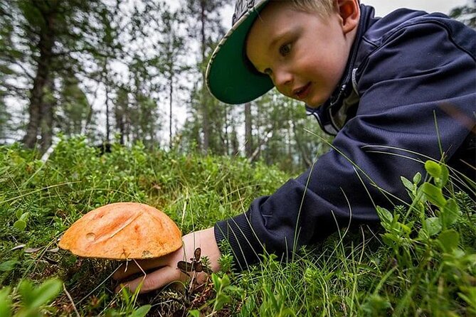 Lapland Berry Day Experience - Pickup and Meeting Point: Getting There Without Stress