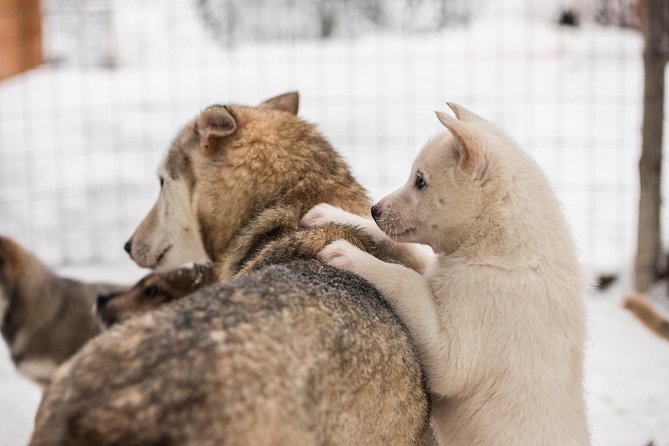 Lapland Husky Safari from Saariselkä - Stop 2: Urho Kekkonen National Park husky farm tour and daily dog life