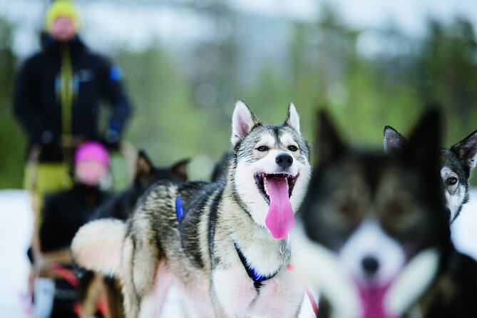 Lapland Reindeer and Husky Safari from Levi - What you’re paying for: value, ride length, and included warmth